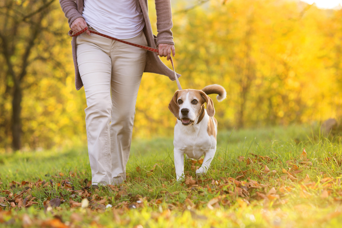 Dog friendly walking routes Leeds, West Yorkshire.