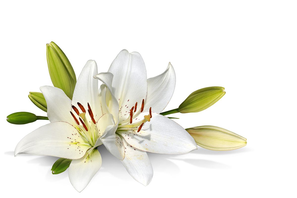 Lillies