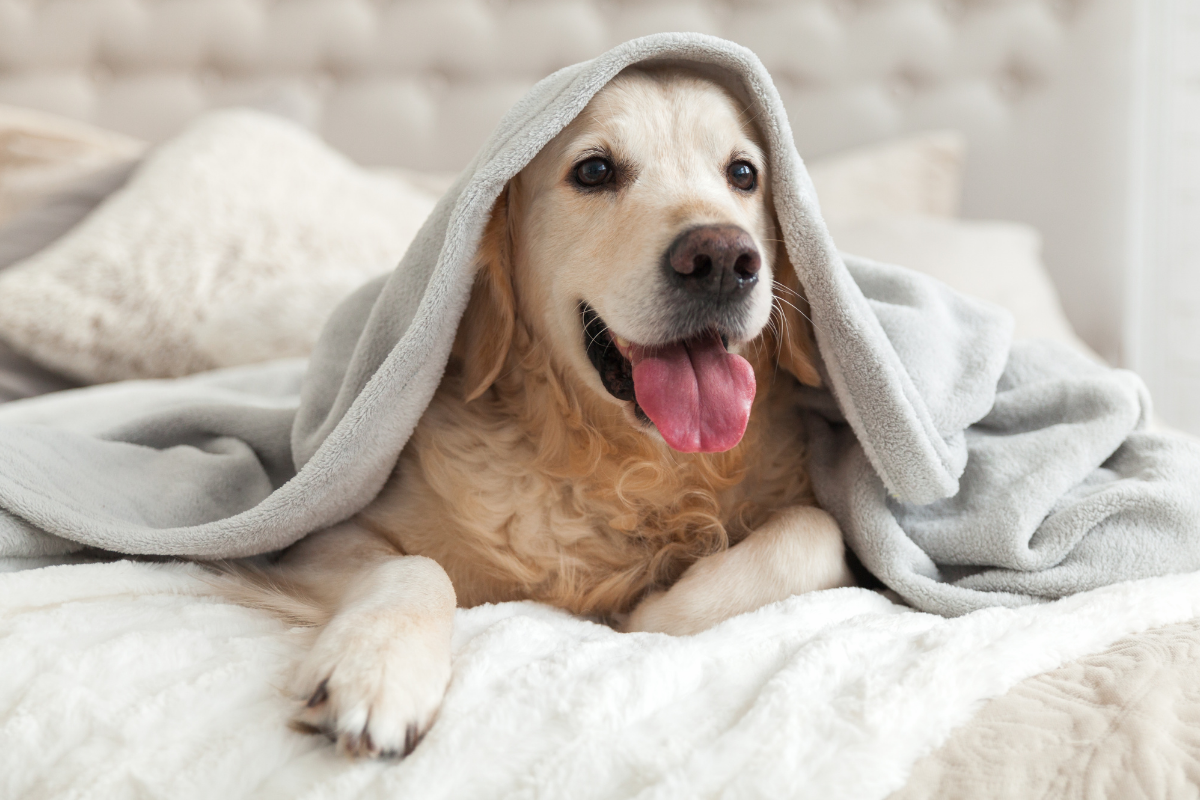 Dog friendly hotel package Leeds, West Yorkshire